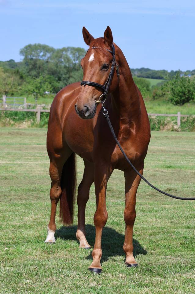Gelding Selle Fran&ccedil;ais For sale 2021 Chesnut