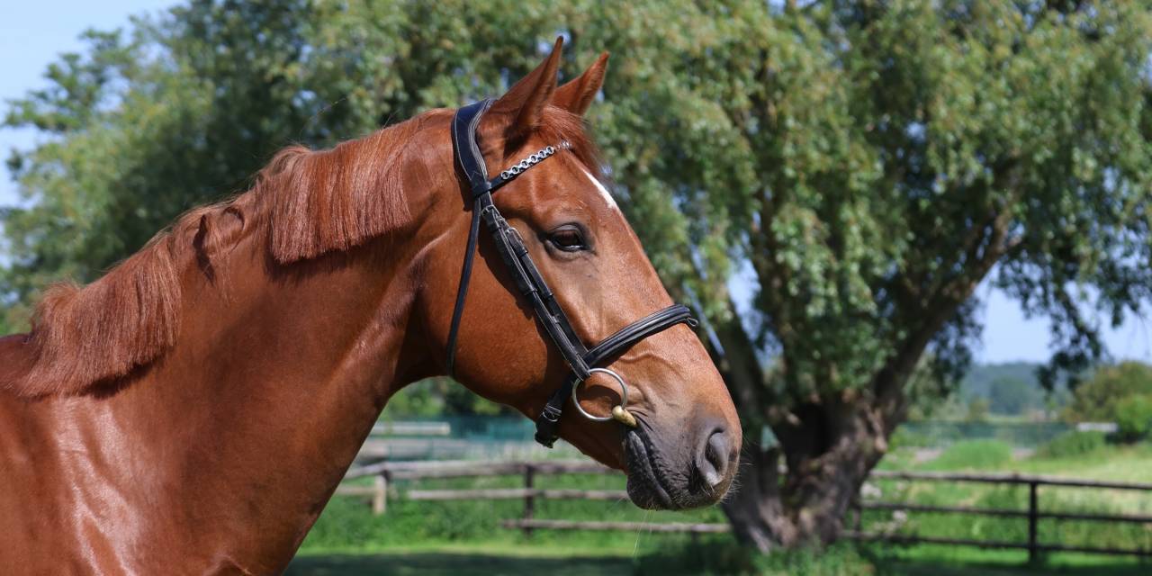 Gelding Selle Fran&ccedil;ais For sale 2021 Chesnut