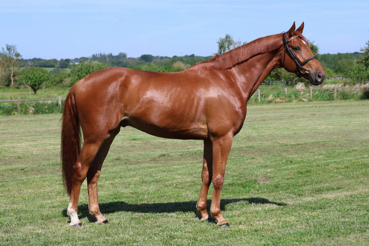 Gelding Selle Fran&ccedil;ais For sale 2021 Chesnut