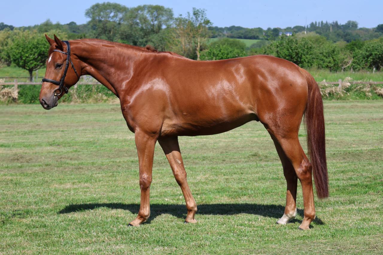 Gelding Selle Fran&ccedil;ais For sale 2021 Chesnut