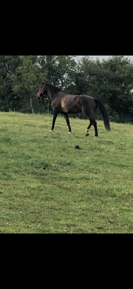 Mare KWPN Dutch Warmblood For sale 2010 Dark Bay
