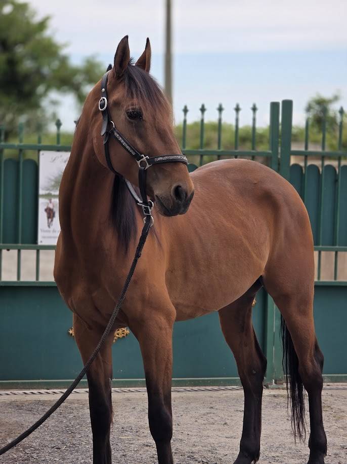 Gelding French Trotter For sale 2022 Bay
