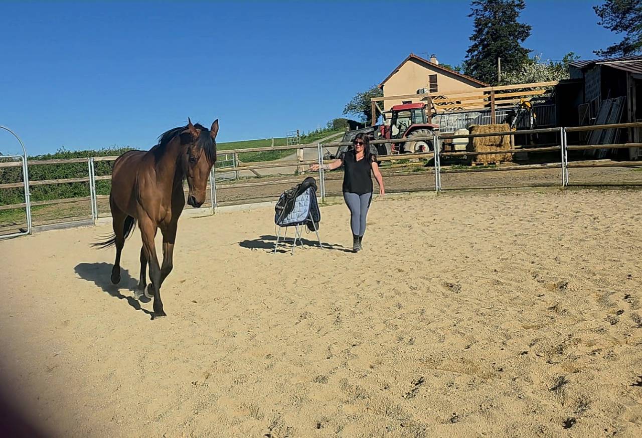 Gelding French Trotter For sale 2022 Bay