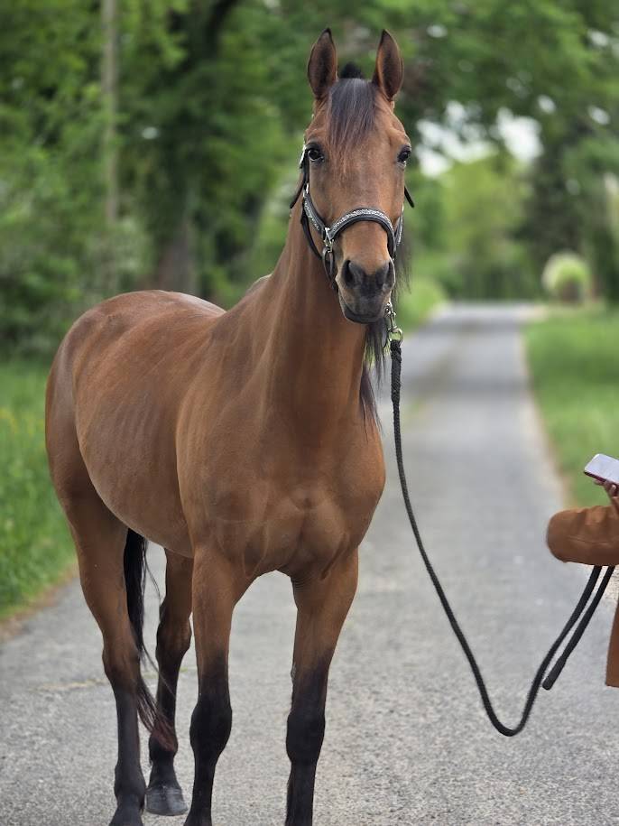Gelding French Trotter For sale 2022 Bay