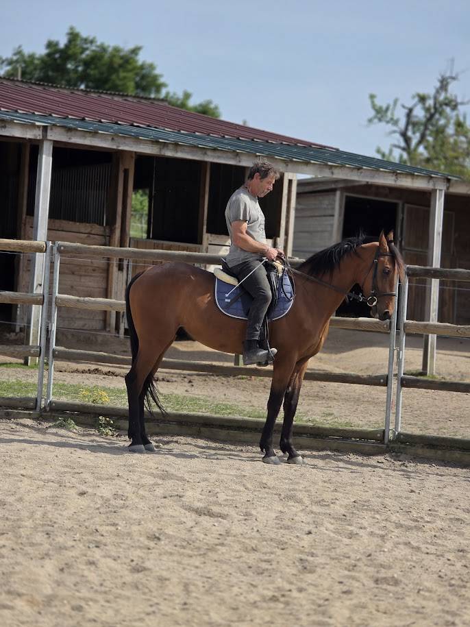 Gelding French Trotter For sale 2022 Bay