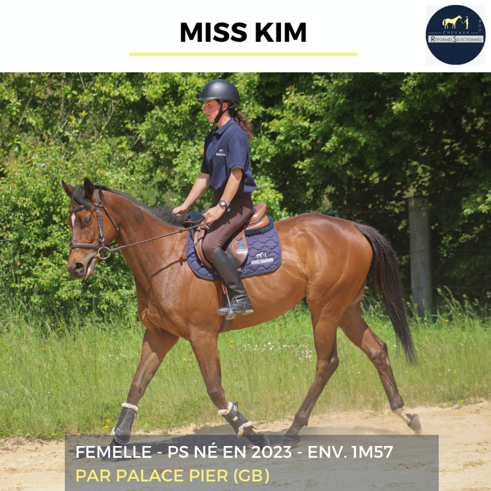 Mare Thoroughbred For sale 2023 Bay