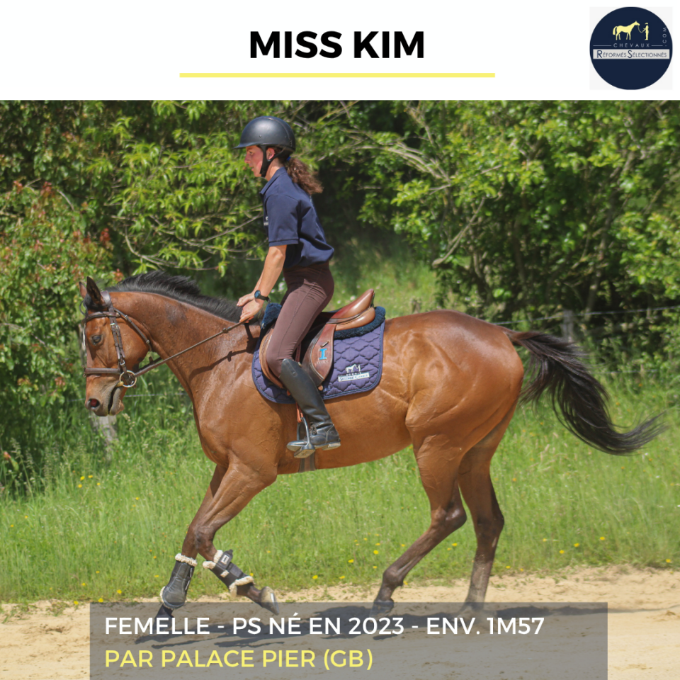 Mare Thoroughbred For sale 2023 Bay