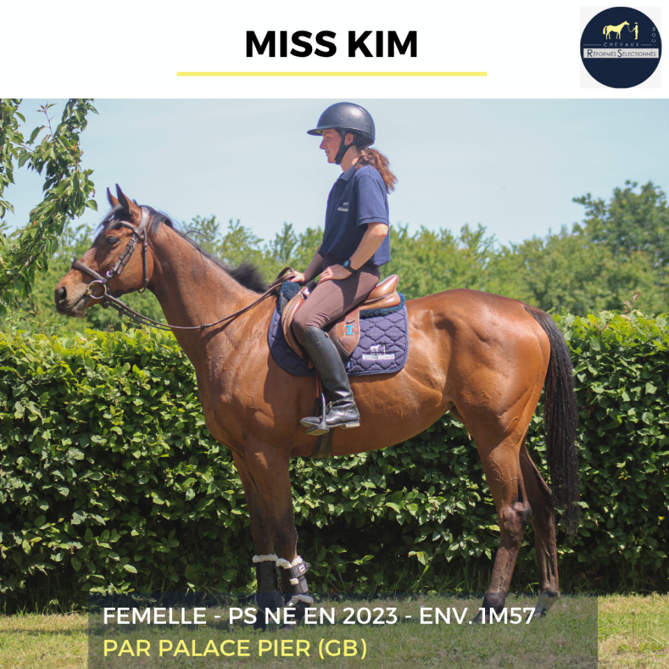 Mare Thoroughbred For sale 2023 Bay