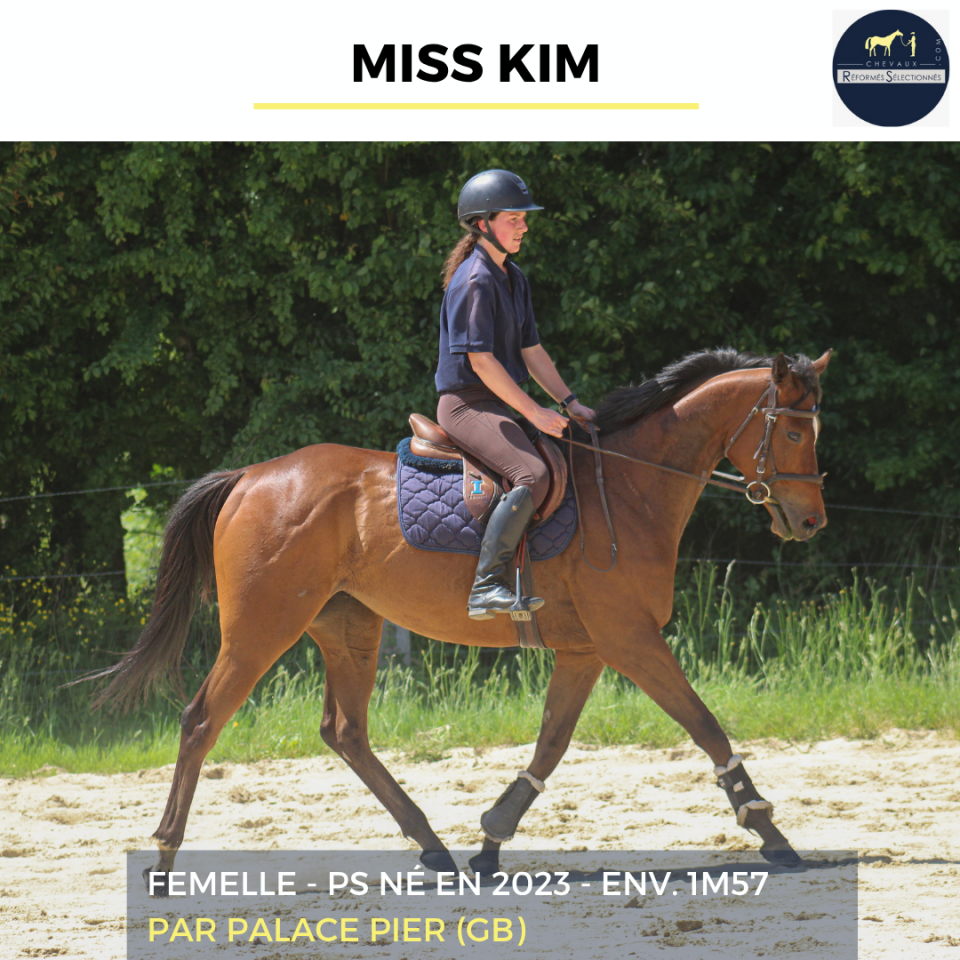 Mare Thoroughbred For sale 2023 Bay