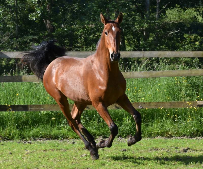 Colt PRE Pure Spanish Bred For sale 2025 Bay