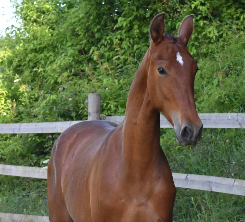 Colt PRE Pure Spanish Bred For sale 2025 Bay