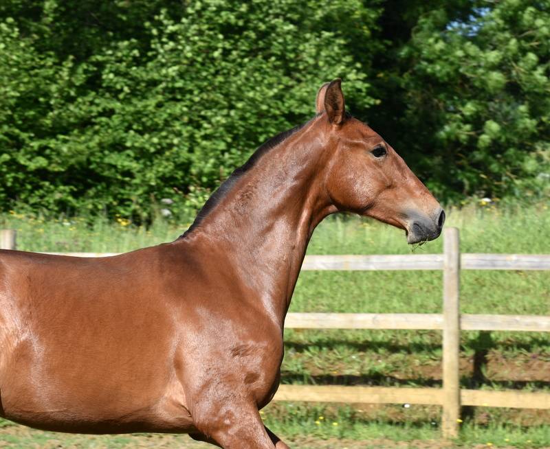 Colt PRE Pure Spanish Bred For sale 2025 Bay