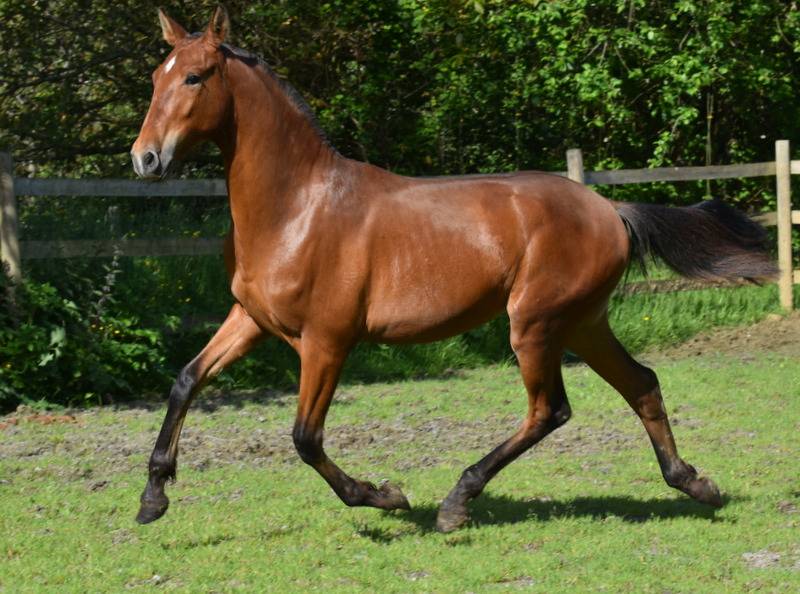 Colt PRE Pure Spanish Bred For sale 2025 Bay