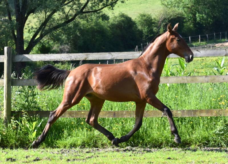 Colt PRE Pure Spanish Bred For sale 2025 Bay