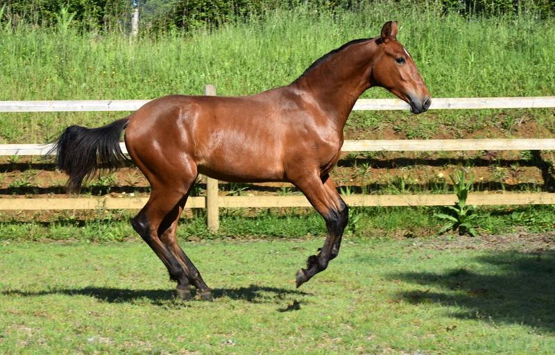 Colt PRE Pure Spanish Bred For sale 2025 Bay