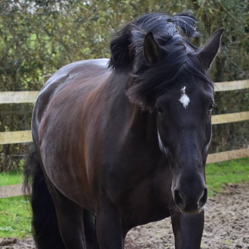 Colt PRE Pure Spanish Bred For sale 2025 Bay