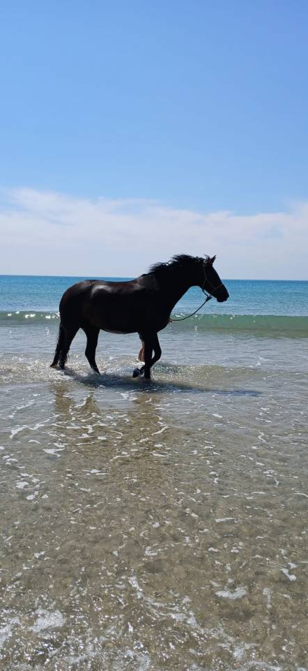 Mare KWPN Dutch Warmblood For sale 2019 Dark Bay