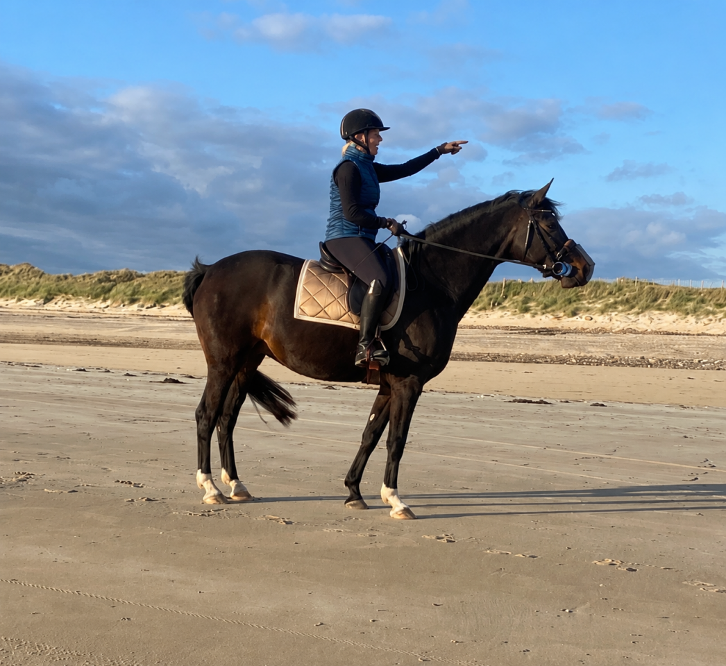 Mare KWPN Dutch Warmblood For sale 2019 Dark Bay