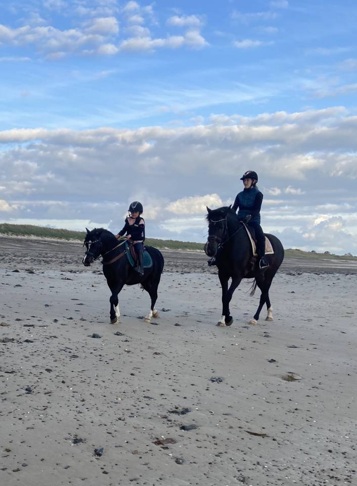 Mare KWPN Dutch Warmblood For sale 2019 Dark Bay