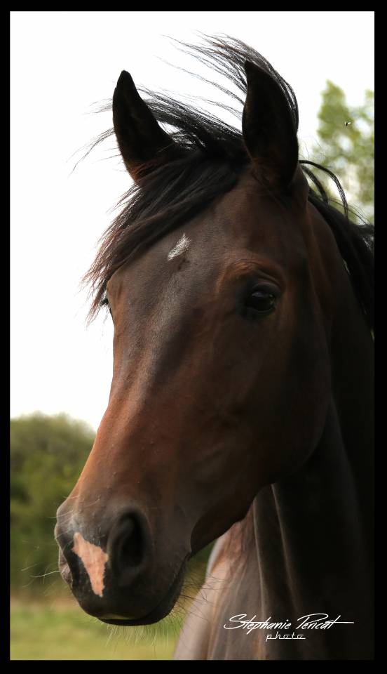 Mare KWPN Dutch Warmblood For sale 2019 Dark Bay