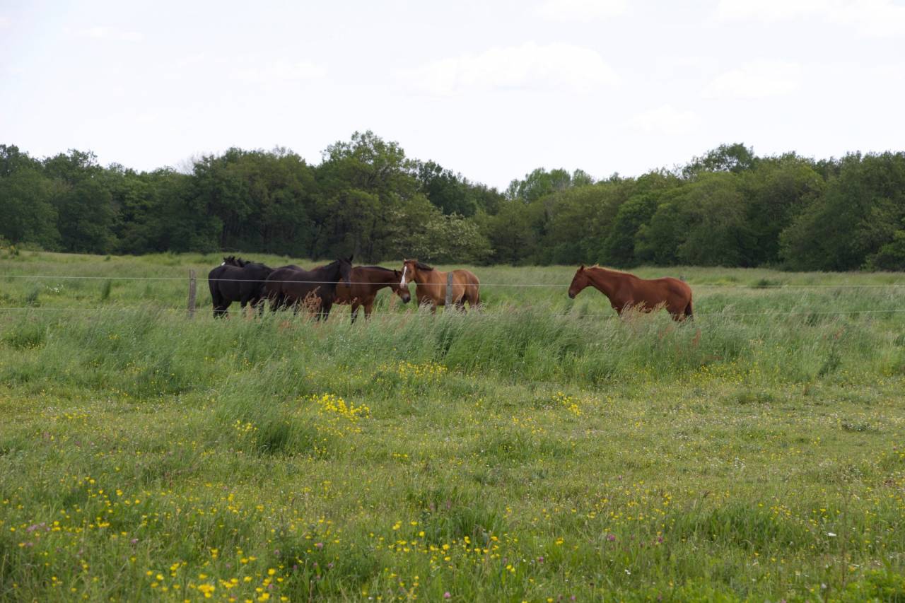 Equestrian Bed and Breakfast  Maine-et-Loire