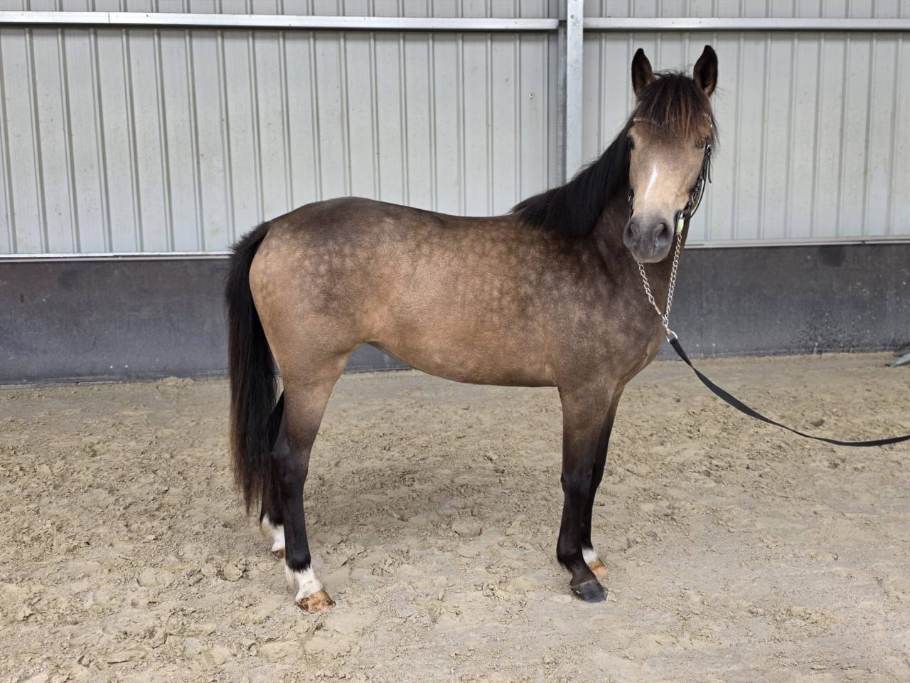 Mare sBs Belgian Warmblood For sale 2023 Buckskin