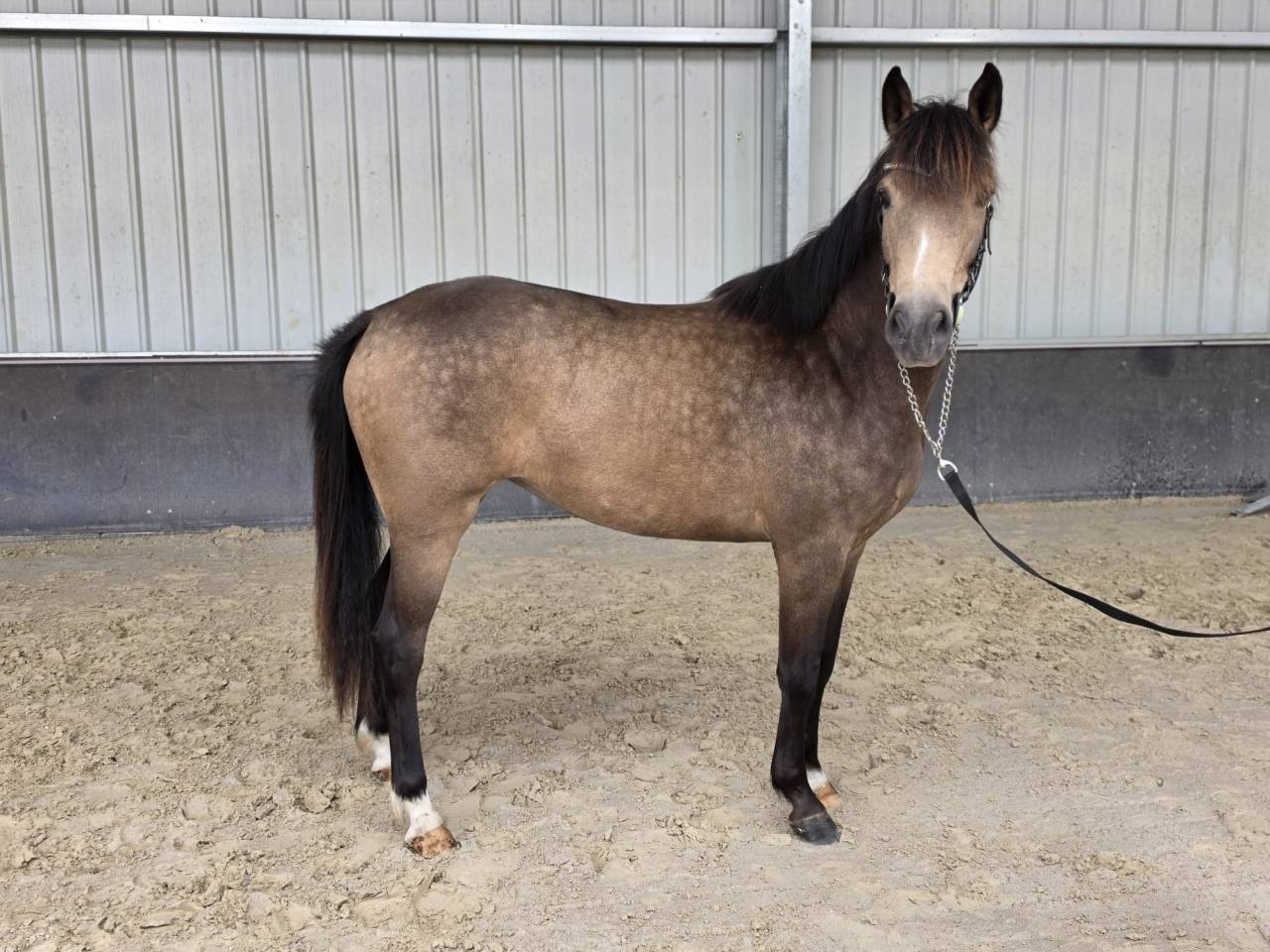 Mare sBs Belgian Warmblood For sale 2023 Buckskin