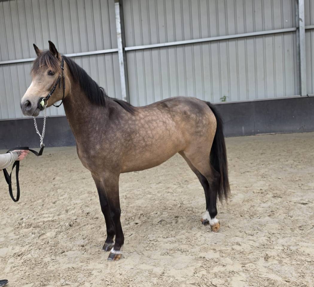 Mare sBs Belgian Warmblood For sale 2023 Buckskin