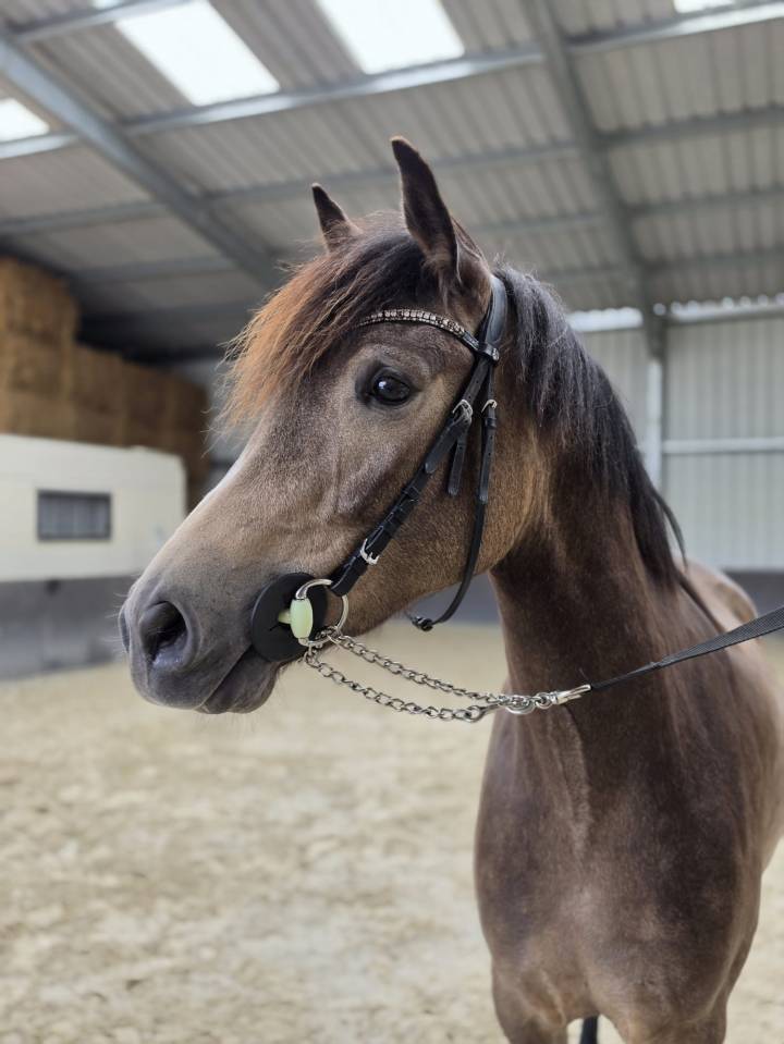 Mare sBs Belgian Warmblood For sale 2023 Buckskin