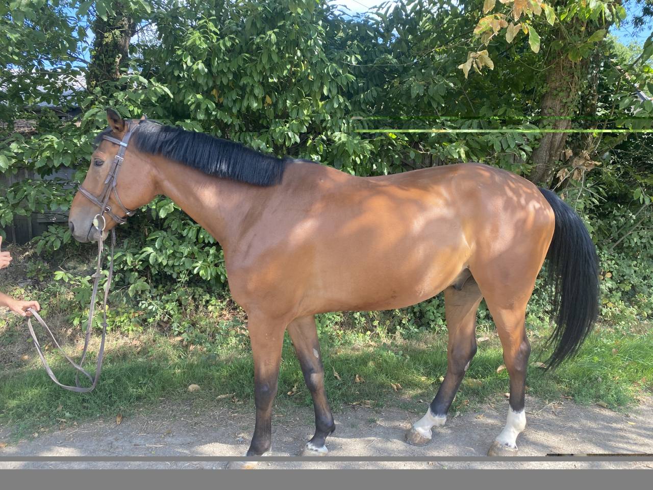 Gelding Selle Fran&ccedil;ais For sale 2019 Bay