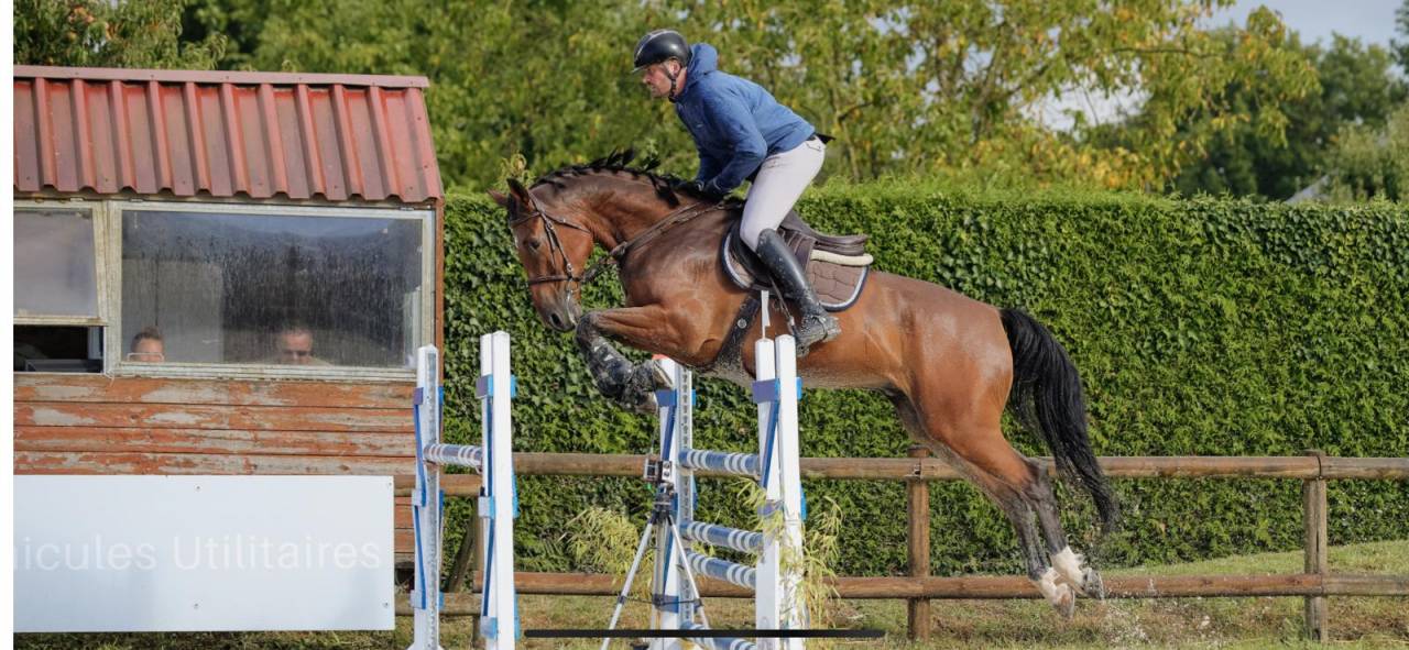 Gelding Selle Fran&ccedil;ais For sale 2019 Bay