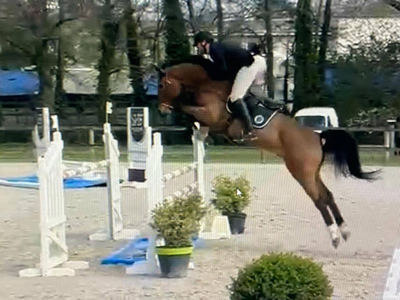 Gelding Selle Fran&ccedil;ais For sale 2019 Bay