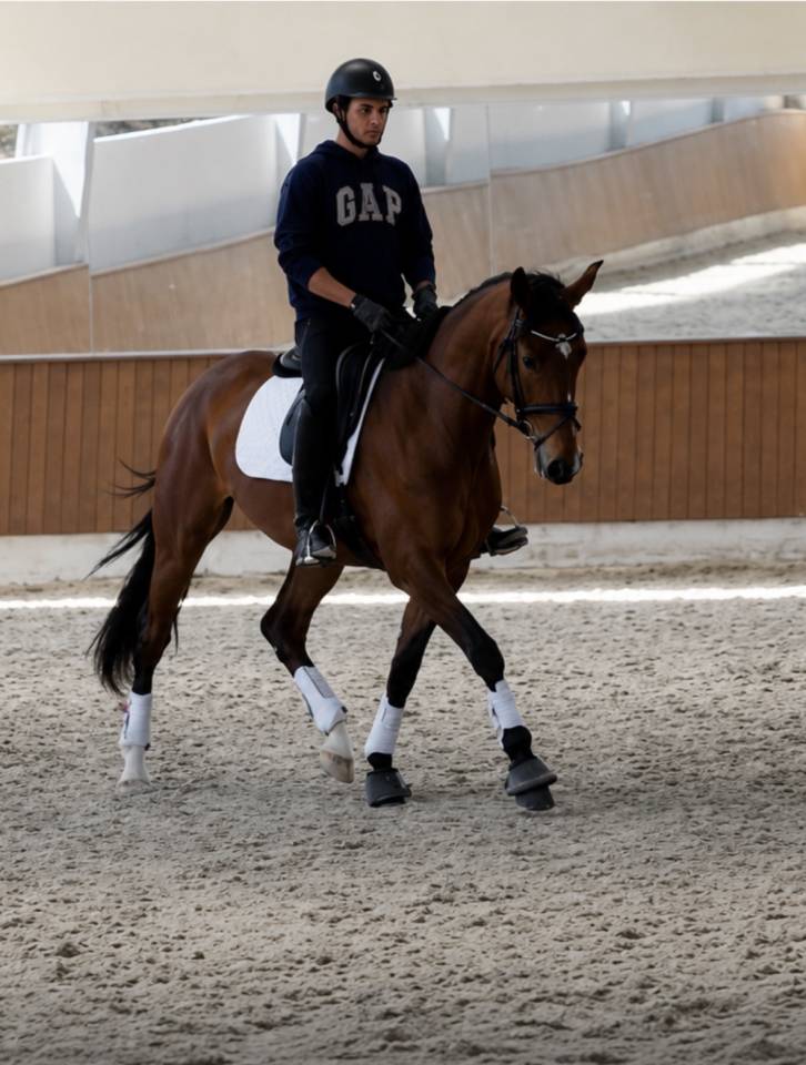 Mare Danish Warmblood For sale 2022 Bay