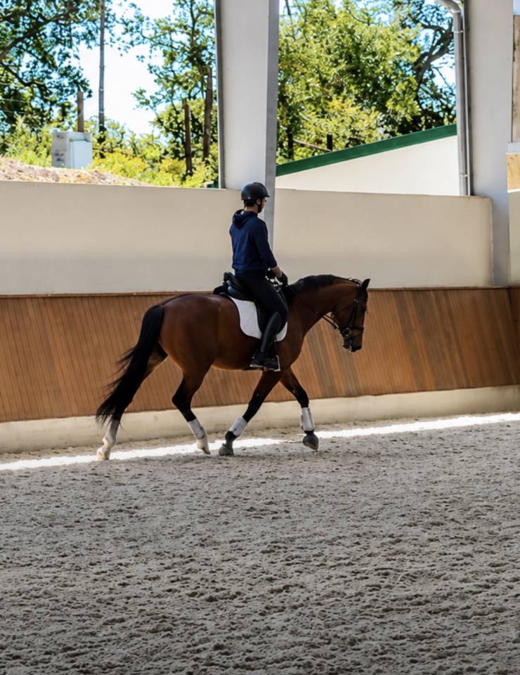 Mare Danish Warmblood For sale 2022 Bay