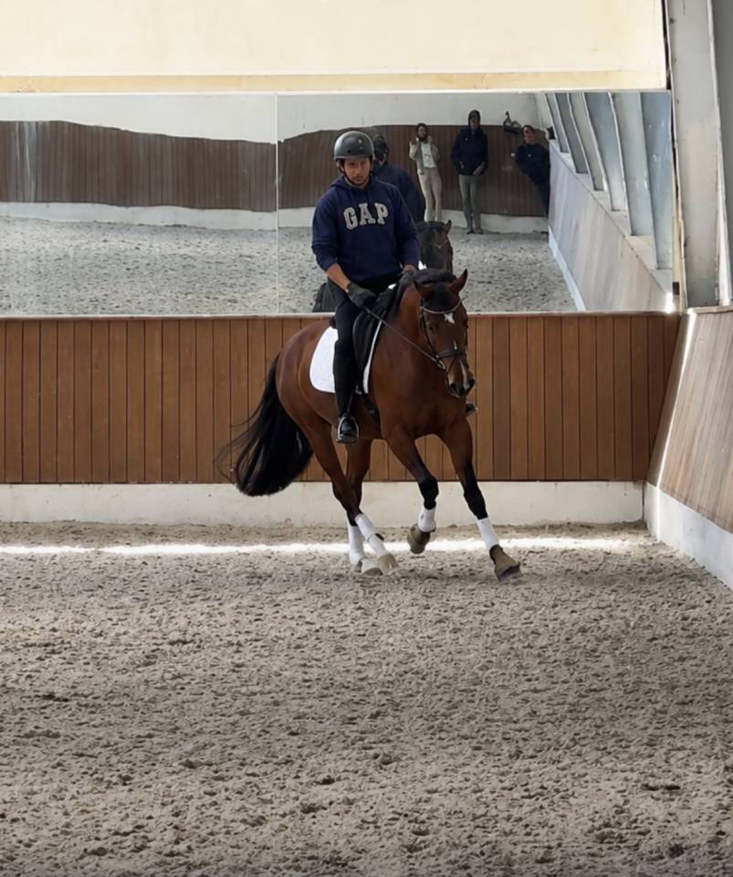 Mare Danish Warmblood For sale 2022 Bay