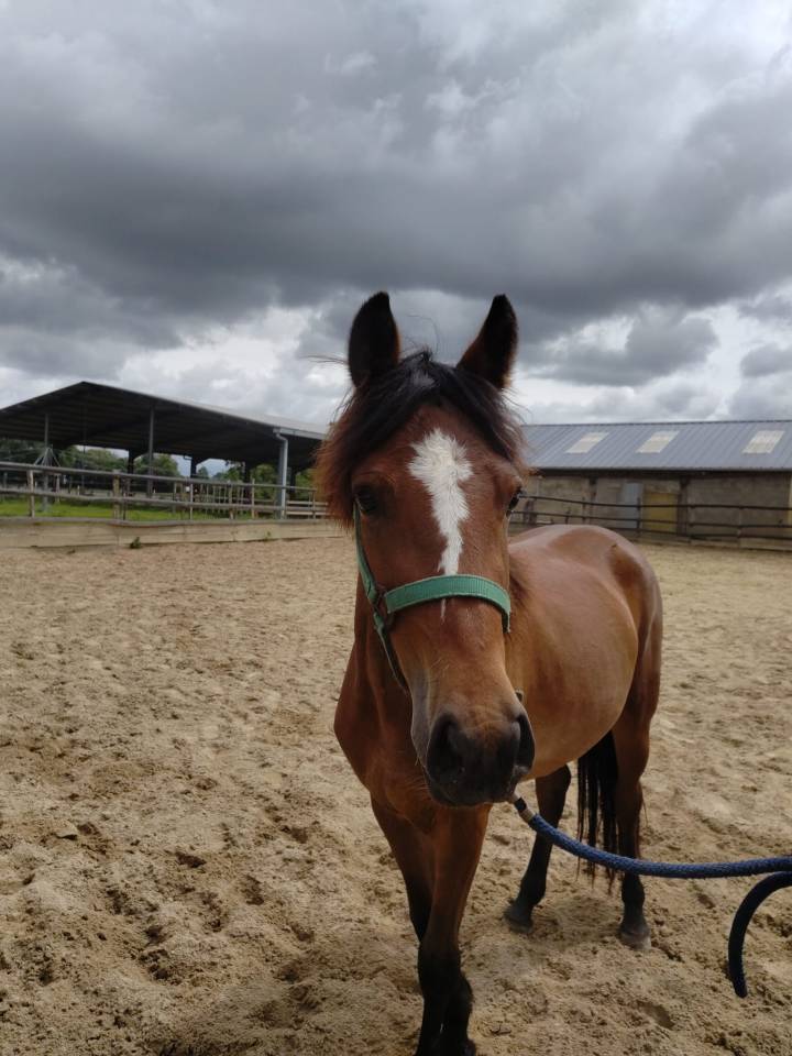 Mare New Forest For sale 2023 Bay