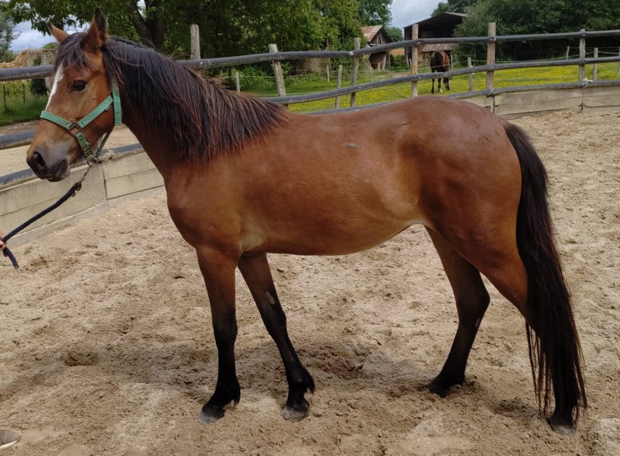 Mare New Forest For sale 2023 Bay