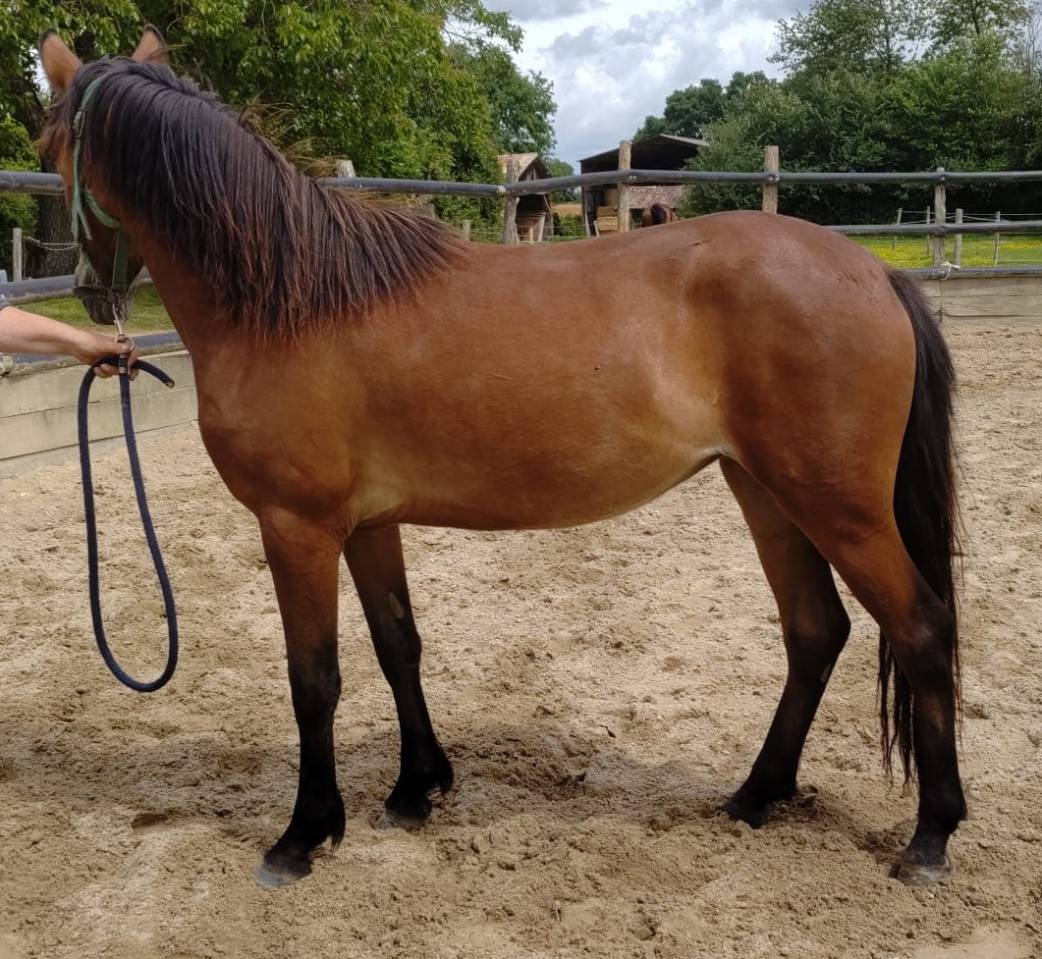 Mare New Forest For sale 2023 Bay