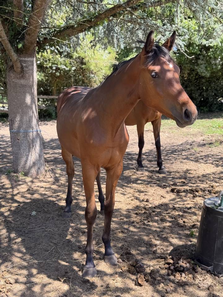 Filly Selle Fran&ccedil;ais For sale 2025 Bay