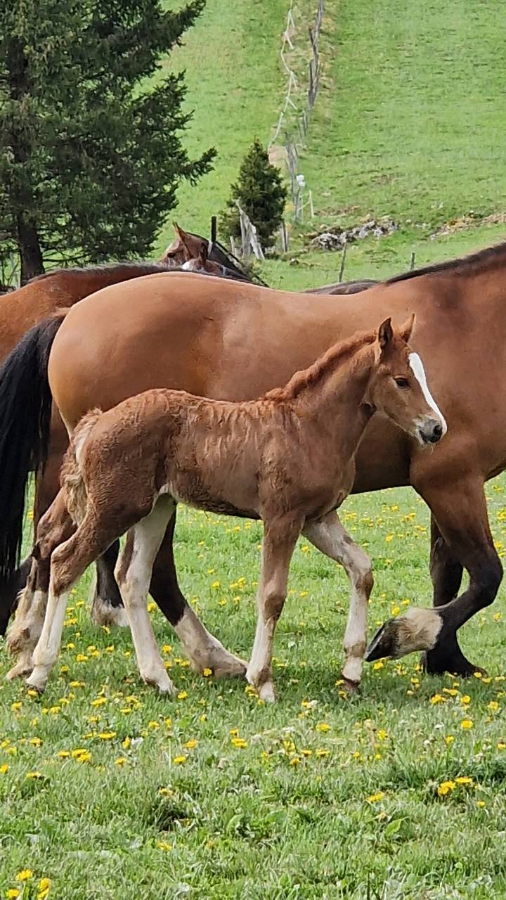 Filly Franche-Montagne For sale 2026 Chesnut