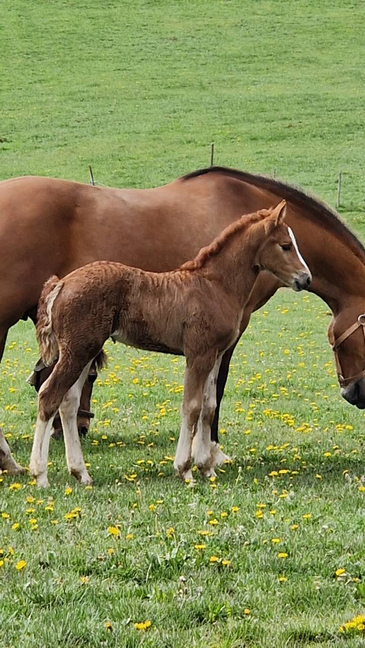 Filly Franche-Montagne For sale 2026 Chesnut