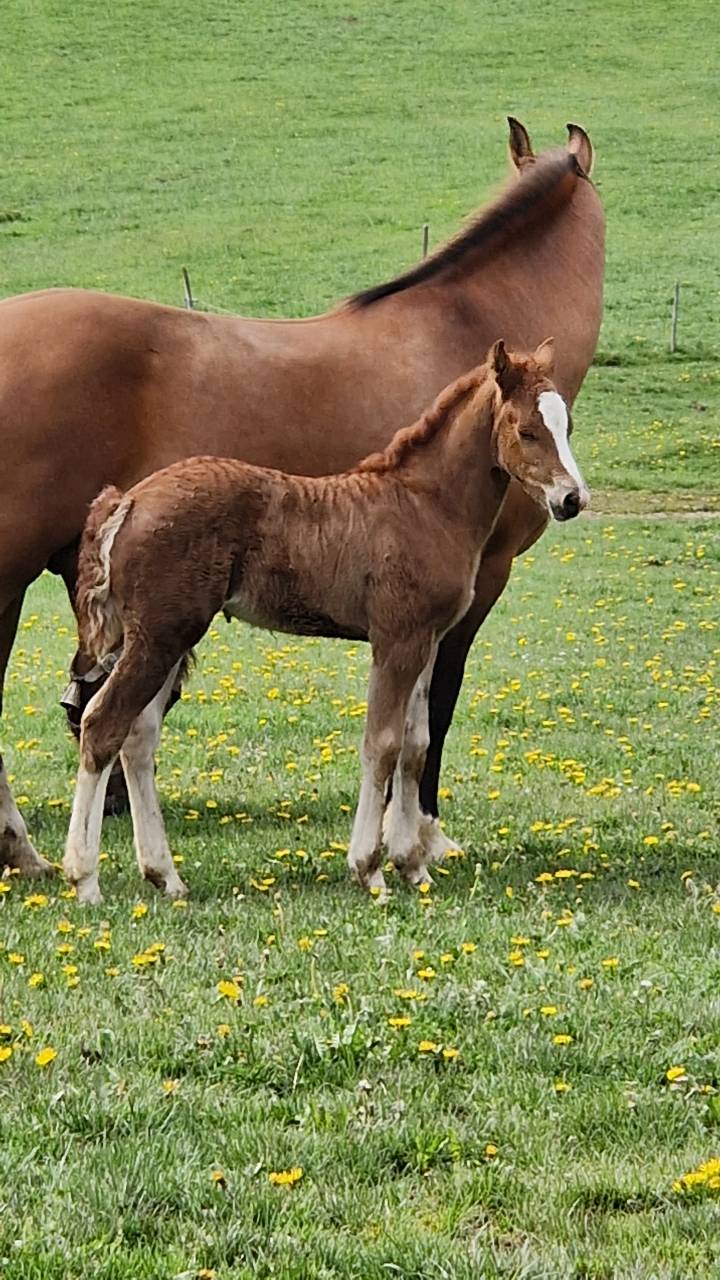 Filly Franche-Montagne For sale 2026 Chesnut