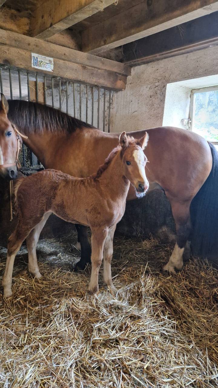 Filly Franche-Montagne For sale 2026 Chesnut