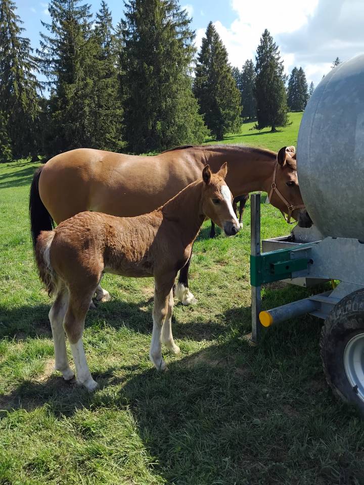 Filly Franche-Montagne For sale 2026 Chesnut