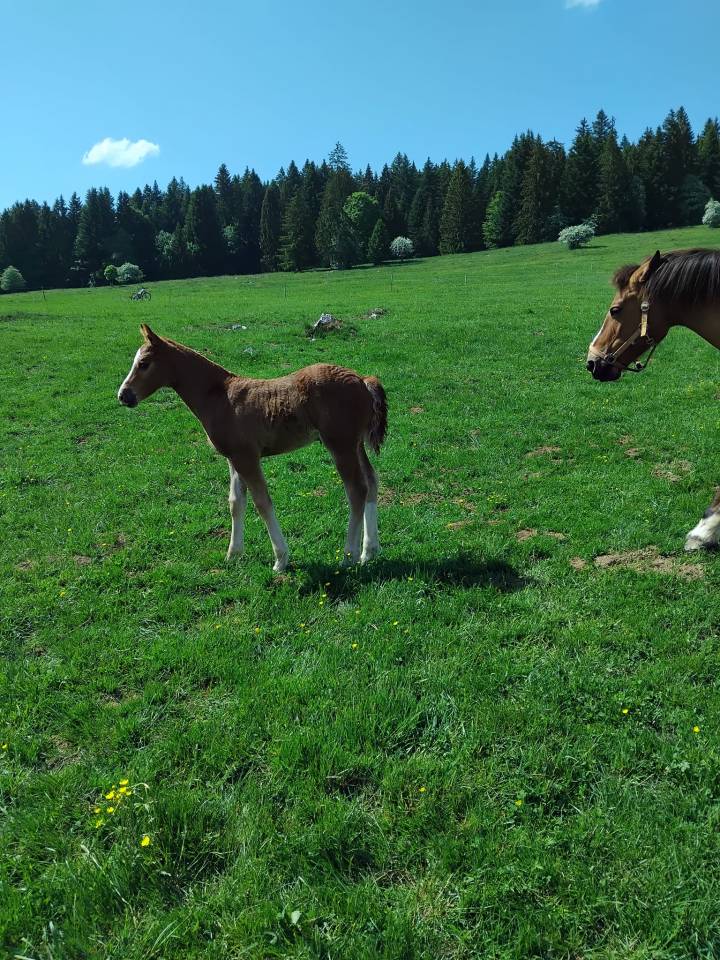 Filly Franche-Montagne For sale 2026 Chesnut