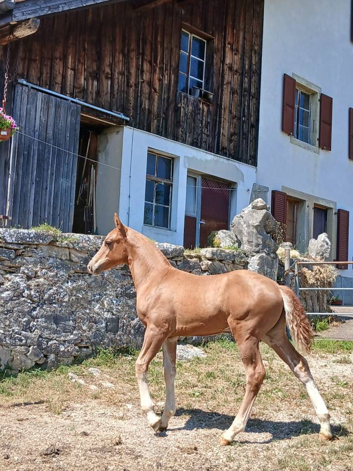 Filly Franche-Montagne For sale 2026 Chesnut