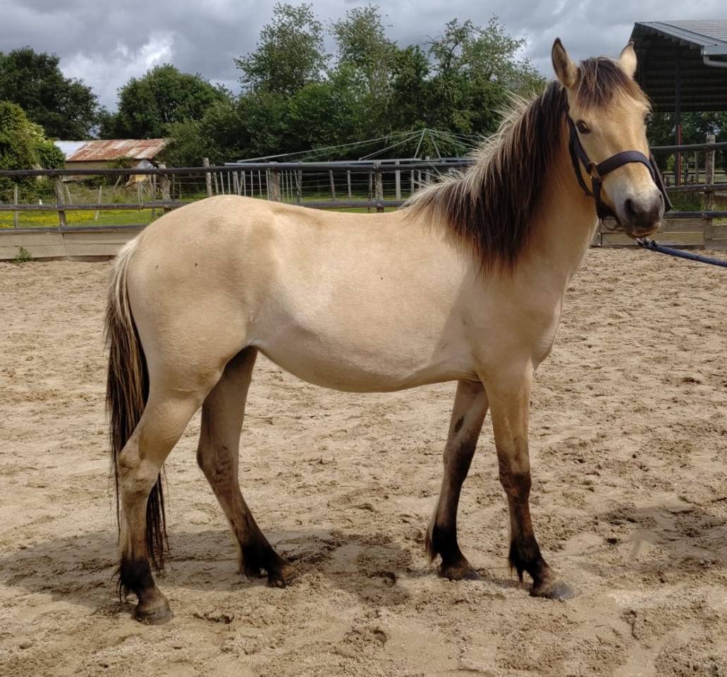 Mare New Forest For sale 2023 Buckskin