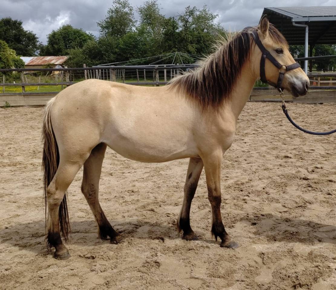 Mare New Forest For sale 2023 Buckskin