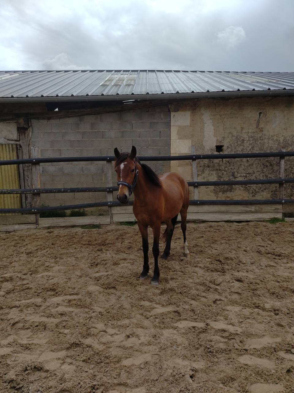 Mare French Saddle Pony For sale 2023 Bay