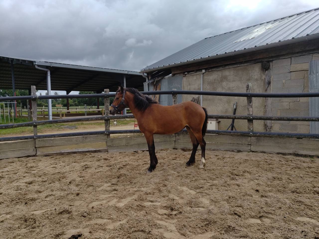 Mare French Saddle Pony For sale 2023 Bay